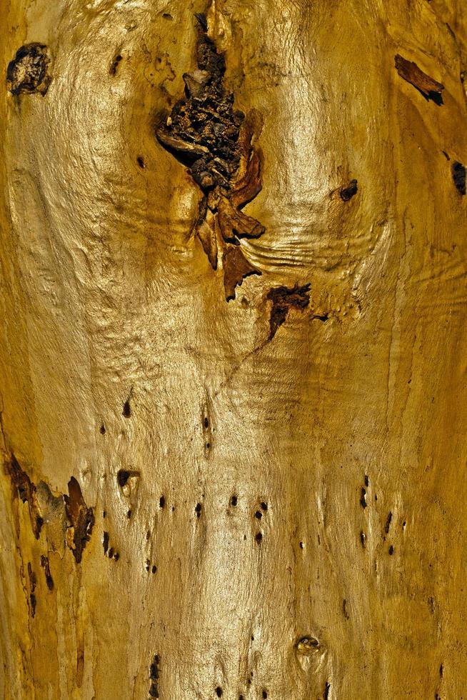 Natural Tree Wood Bark Trunk photo