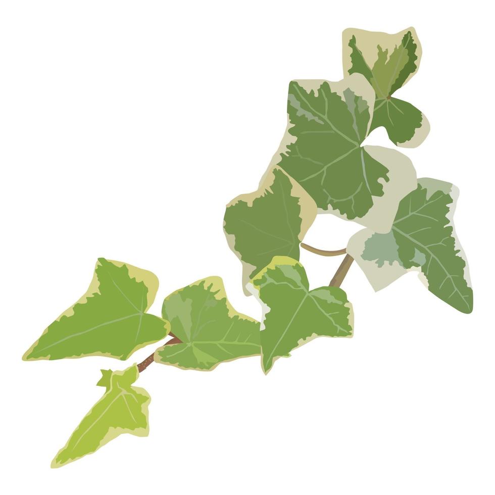 Fondo de aislamiento de hojas de hiedra en vector gráfico de ilustración