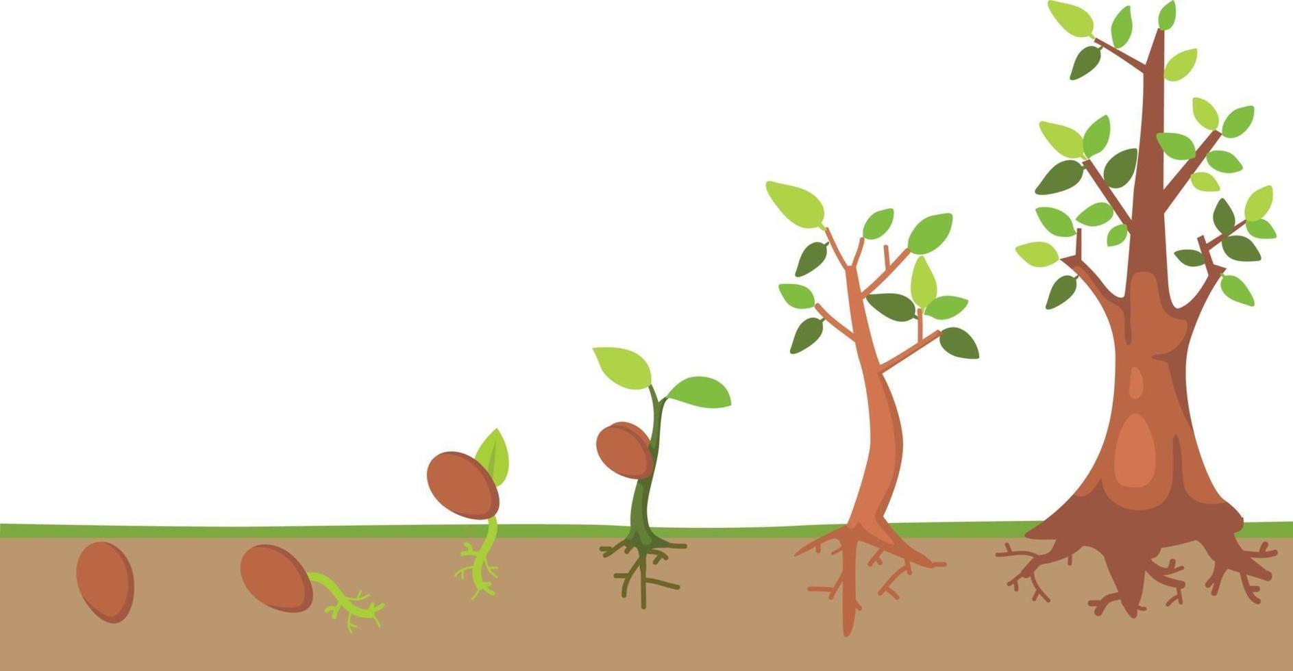 Tree life cycle vector 3093185 Vector Art at Vecteezy