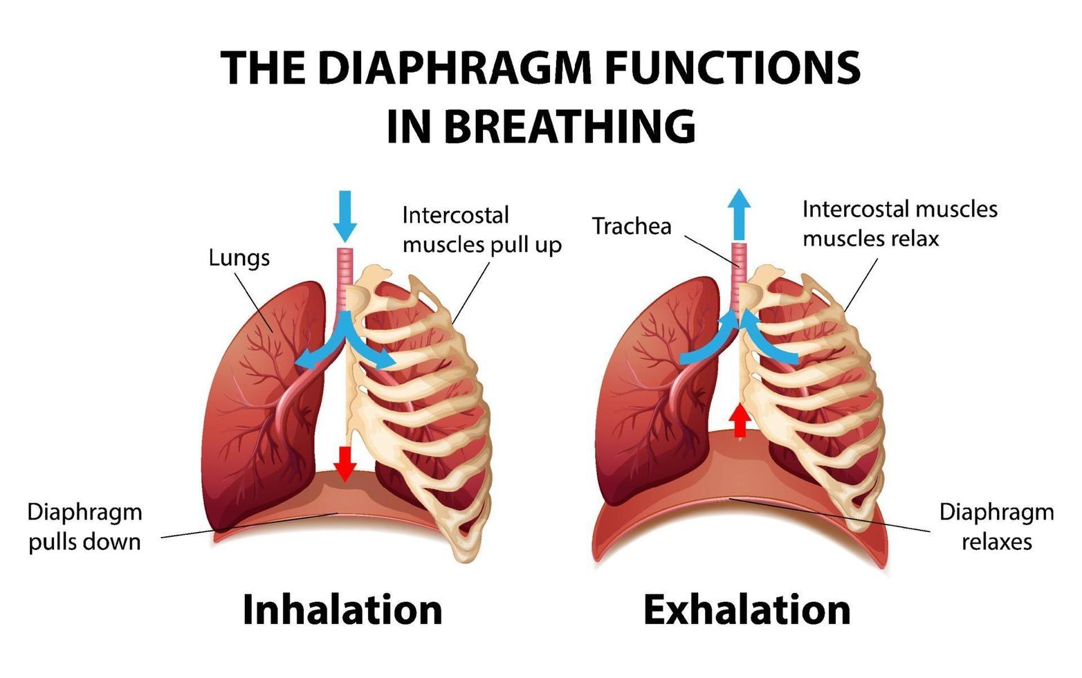 el diafragma funciona en la respiración vector