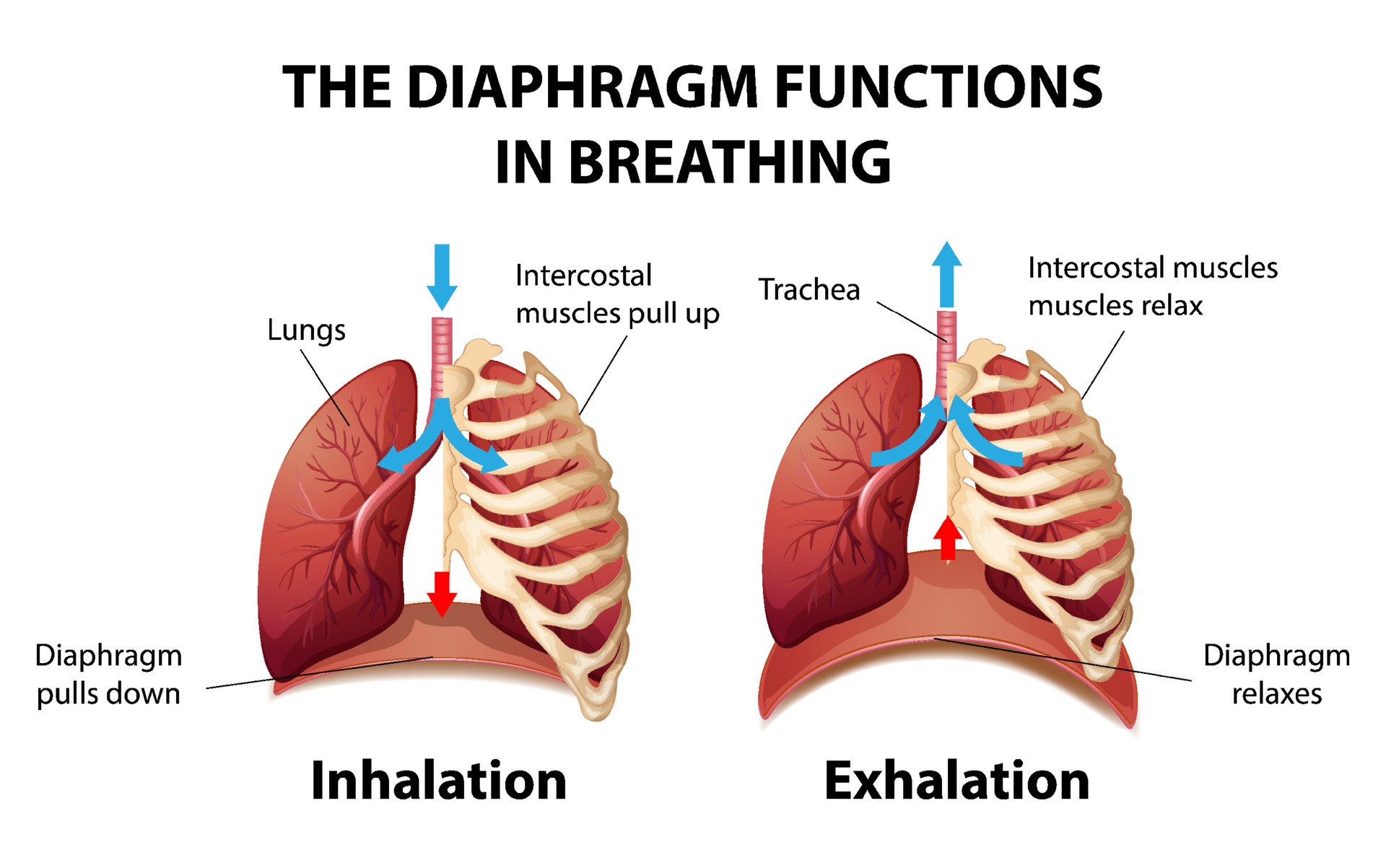The diaphragm functions in breathing 3093606 Vector Art at Vecteezy Biology Diagrams