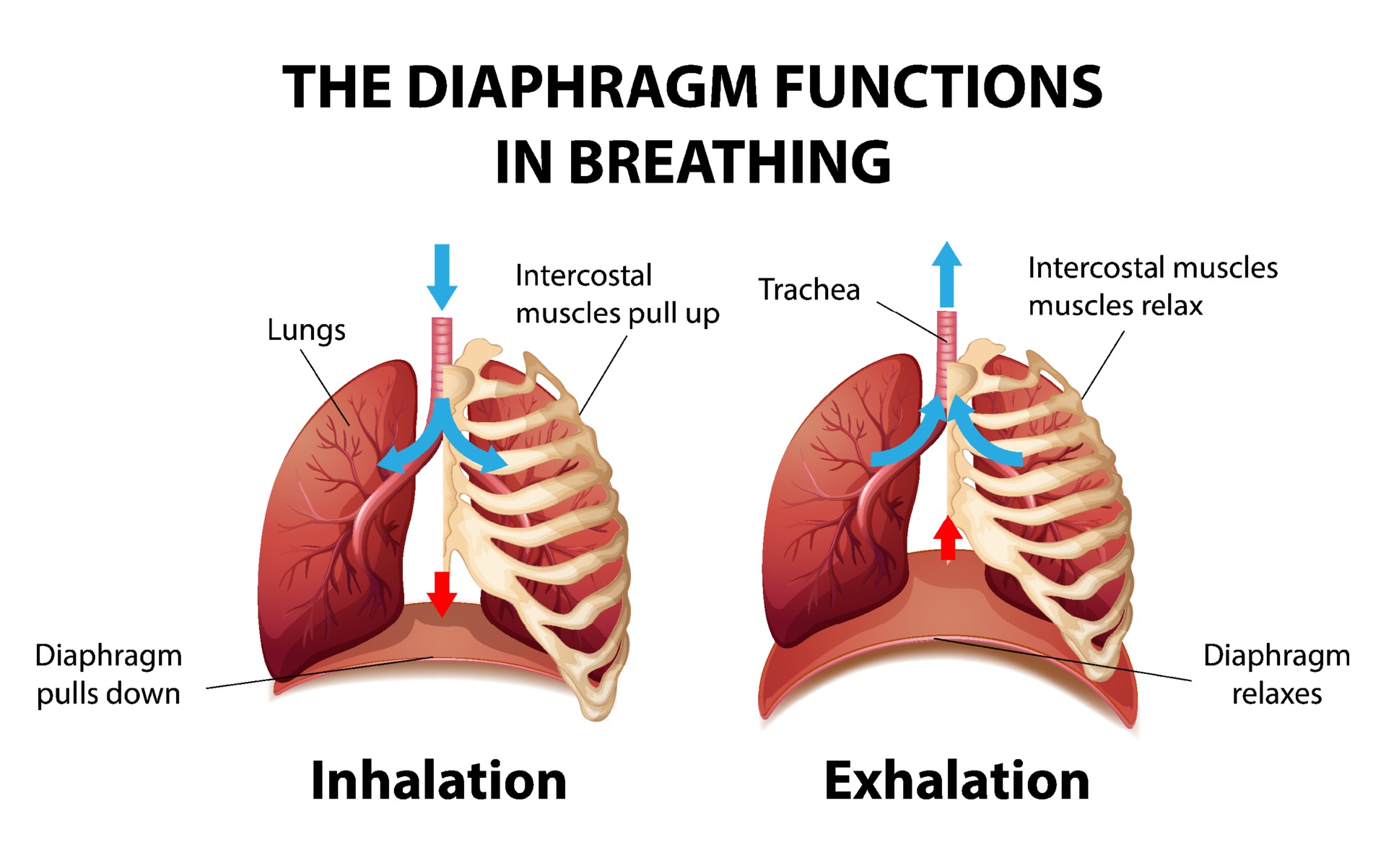 The Diaphragm Functions In Breathing 3093606 Vector Art At Vecteezy