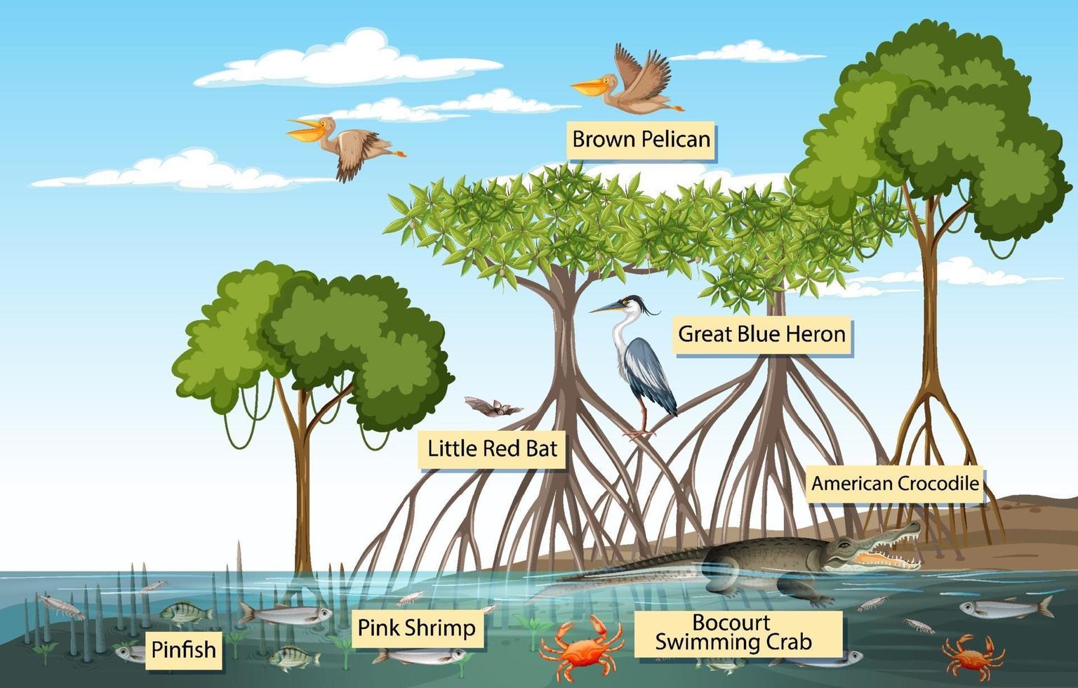 Mangrove forest scene and animals with label name vector