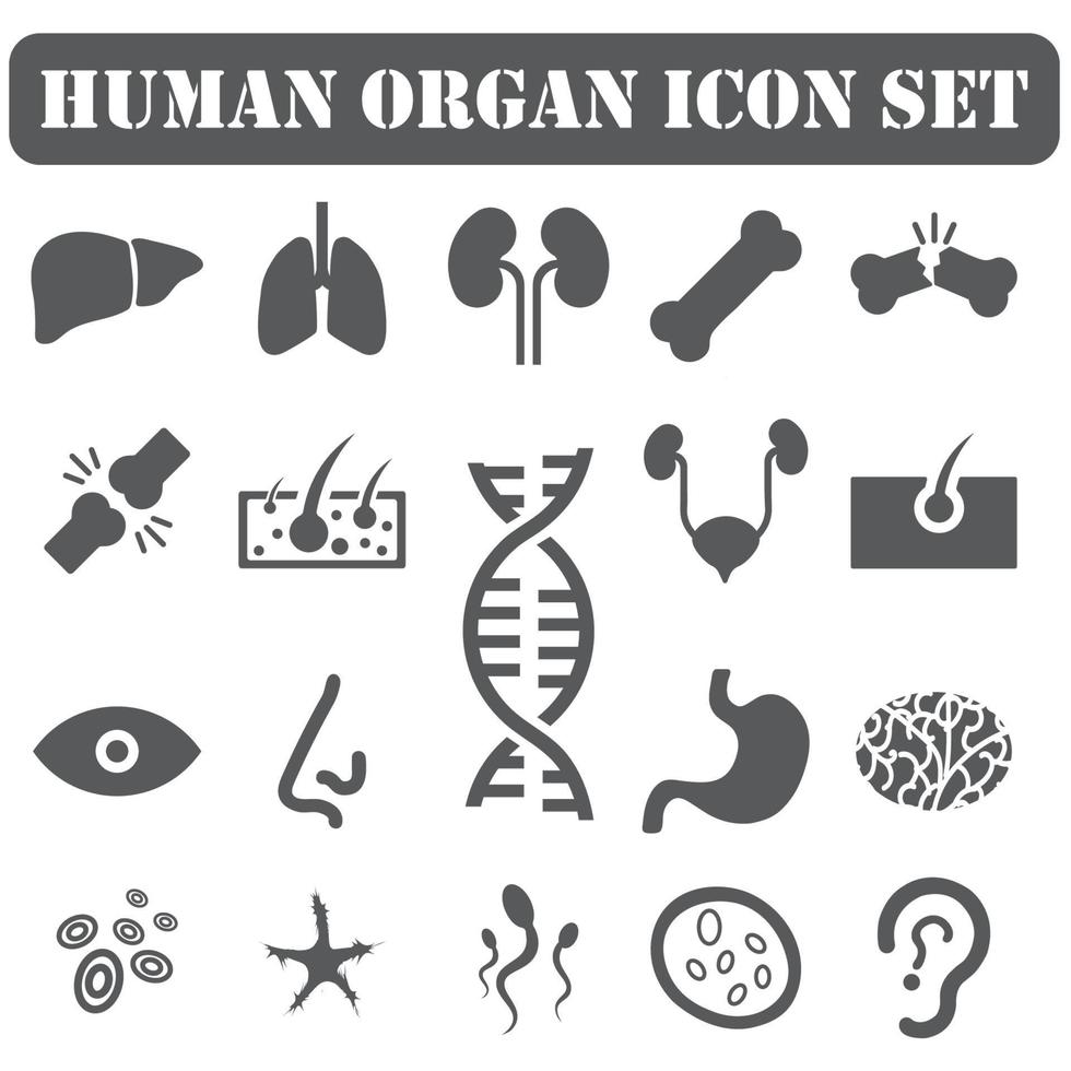 iconos de órganos humanos vector