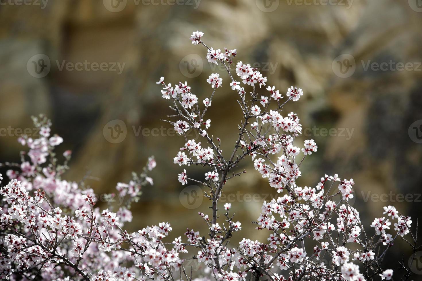 árbol en flor en la primavera foto