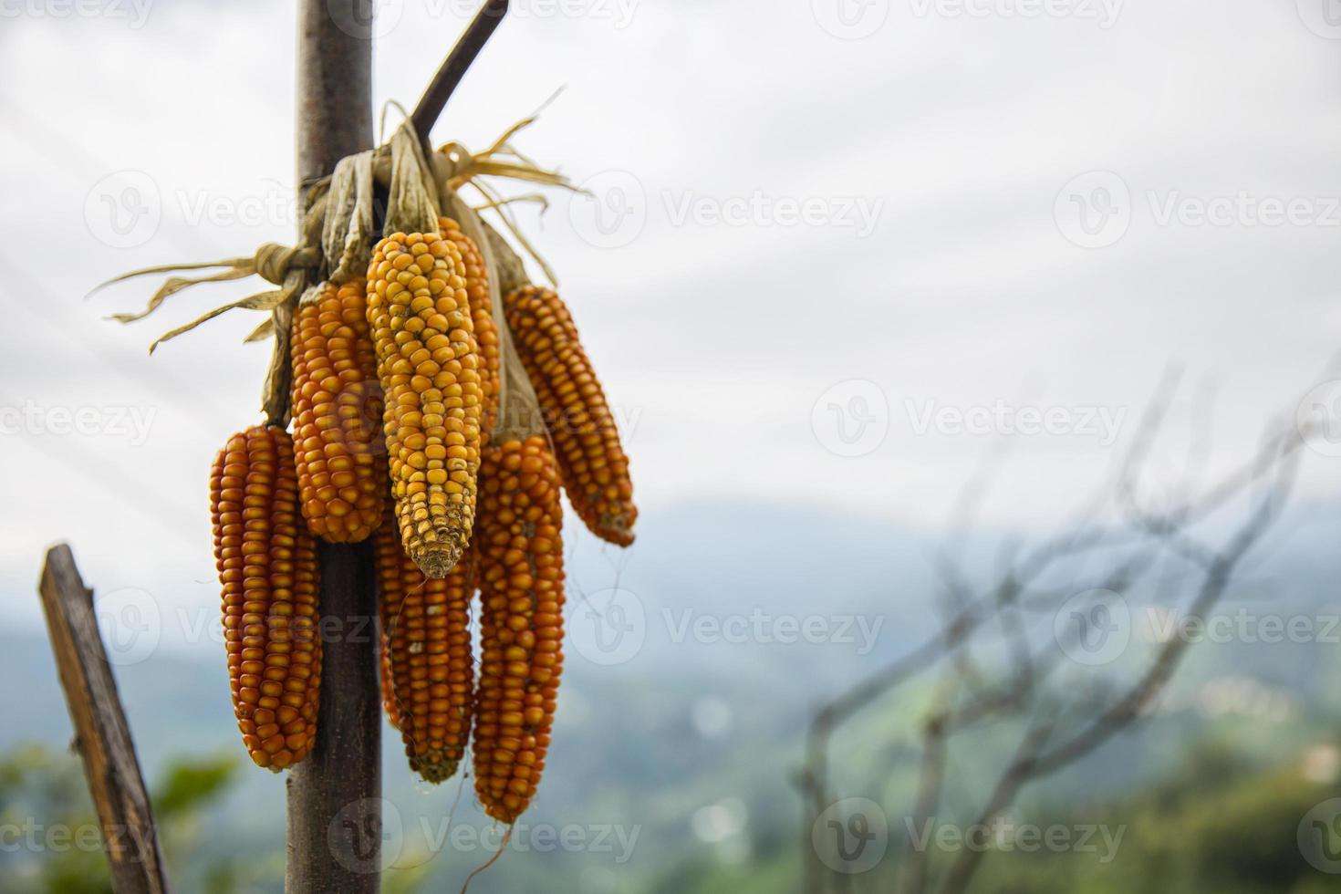 maíz orgánico, agricultura egipcia, ganadería foto