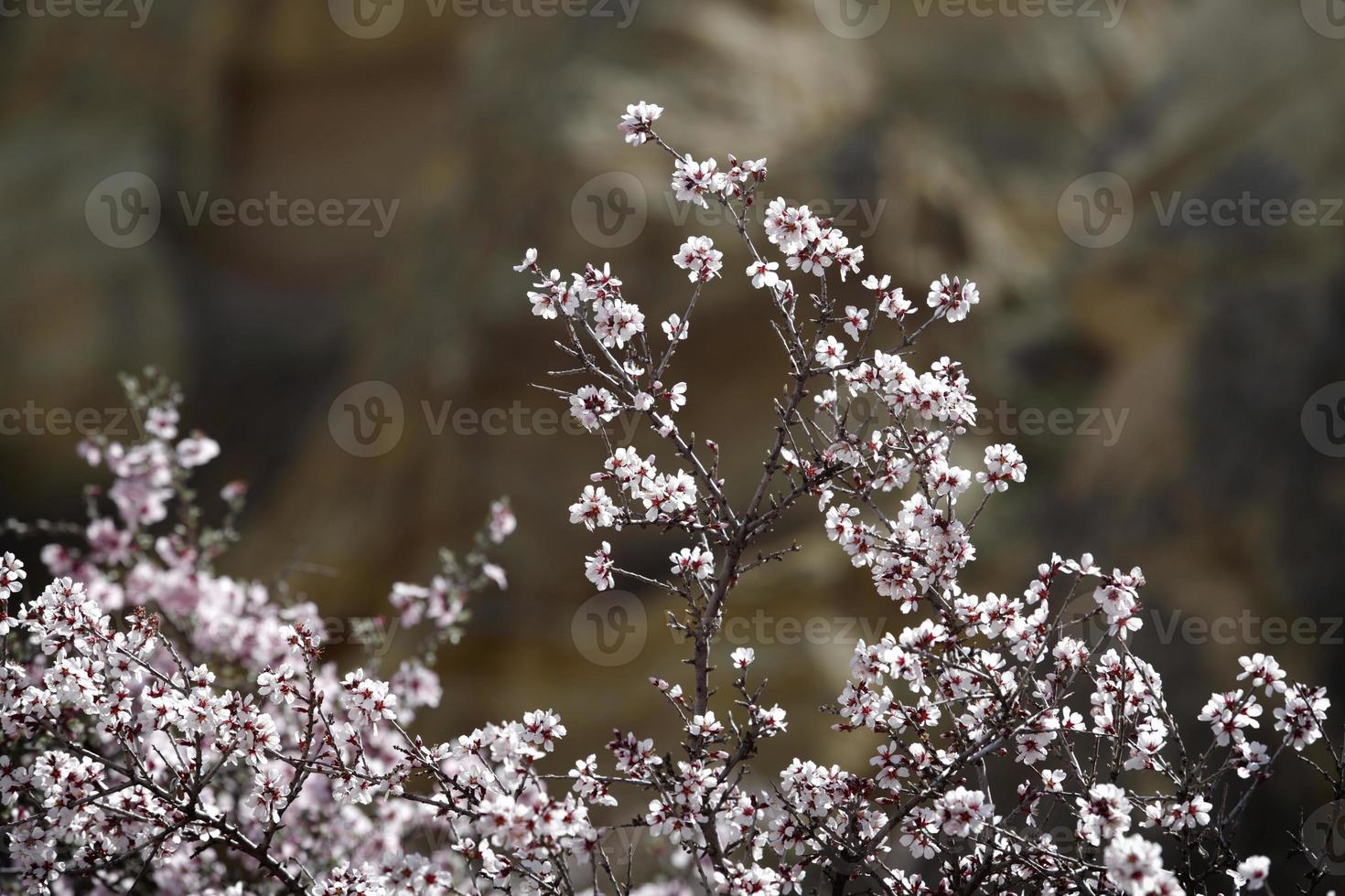 árbol en flor en la primavera foto