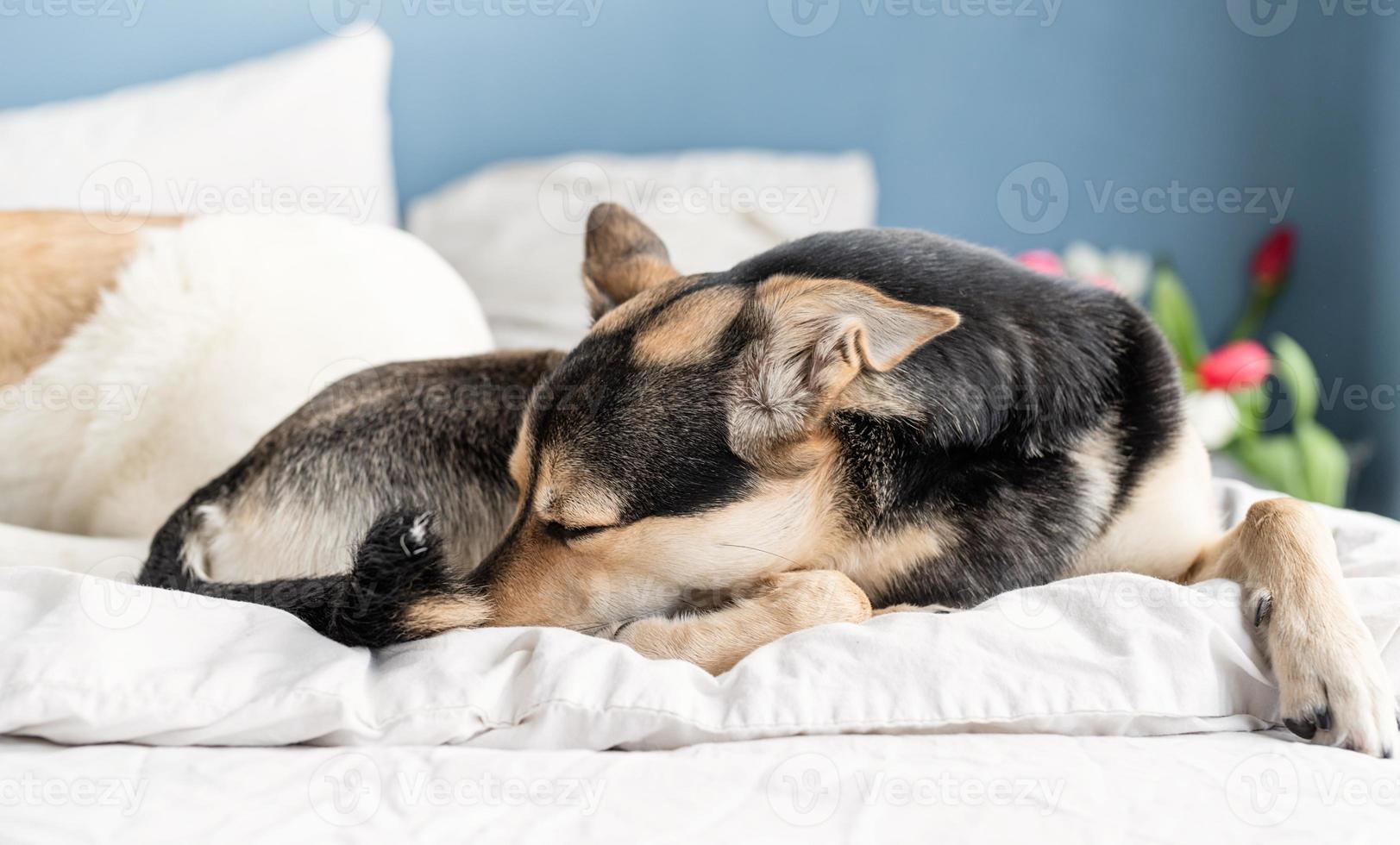 Cute dog lying on the bed with a bouquet of tulips on background photo