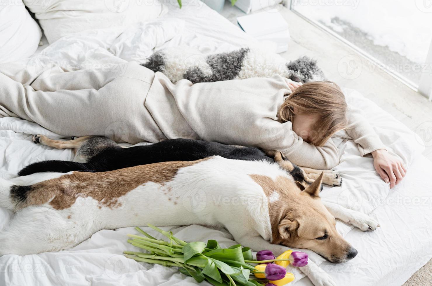 young woman wearing pajamas lying in the bed with her dogs photo