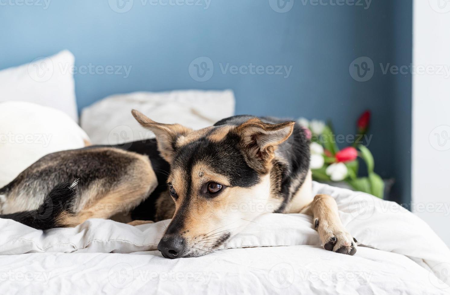 Lindo perro acostado en la cama con un ramo de tulipanes en el fondo foto