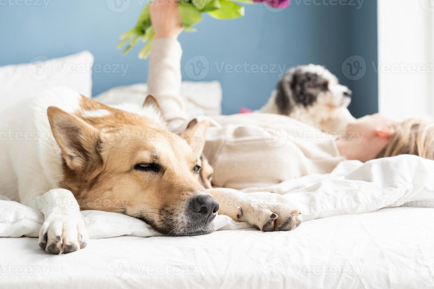 Happy young woman lying in the bed with her dogs photo