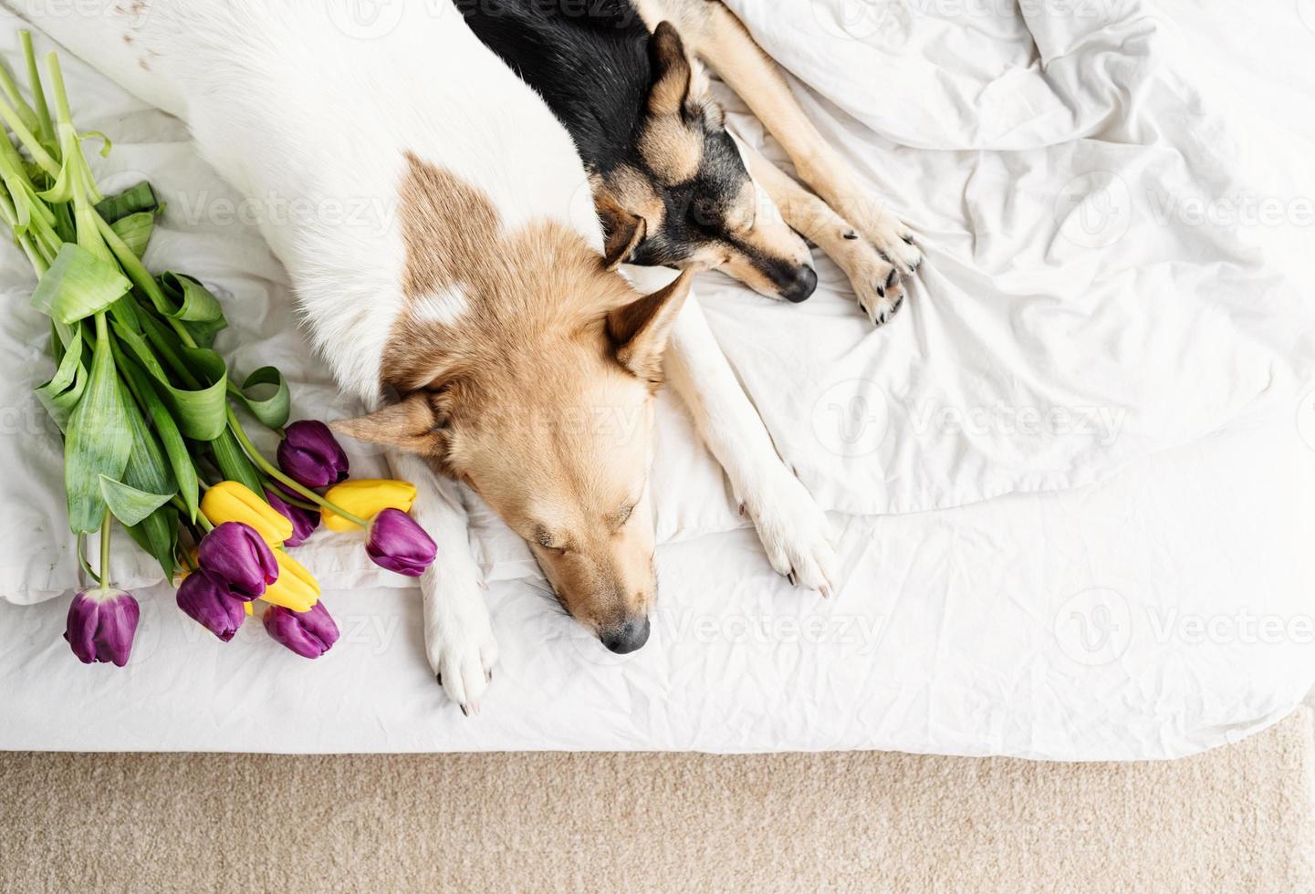 Two dogs lying on the bed at home with a bouquet of tulips photo