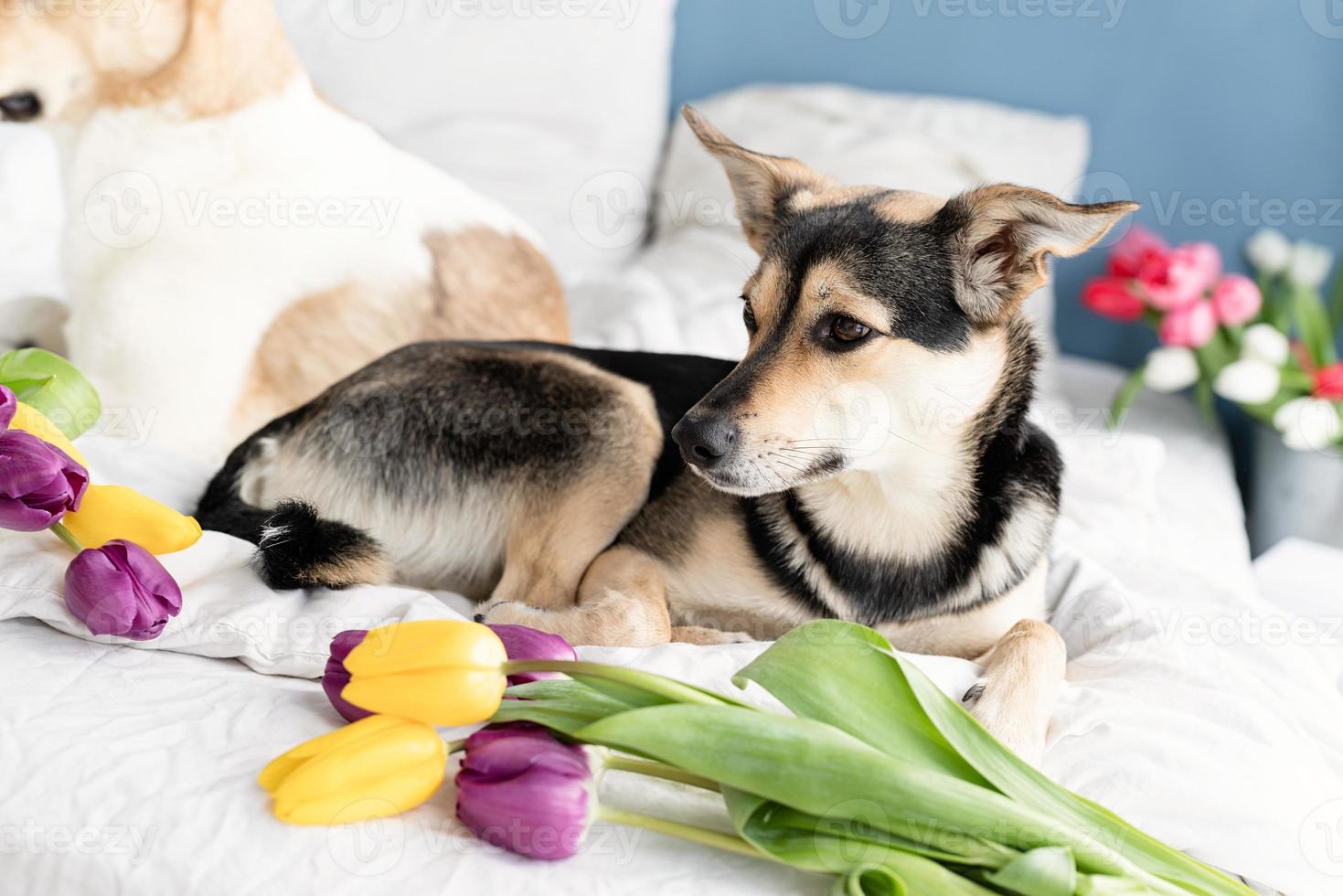 Cute dog lying on the bed with a bouquet of tulips photo