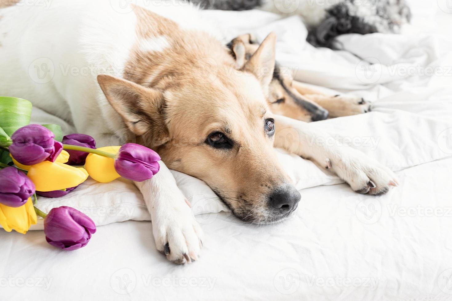 Three dogs lying on the bed at home with a bouquet of tulips photo