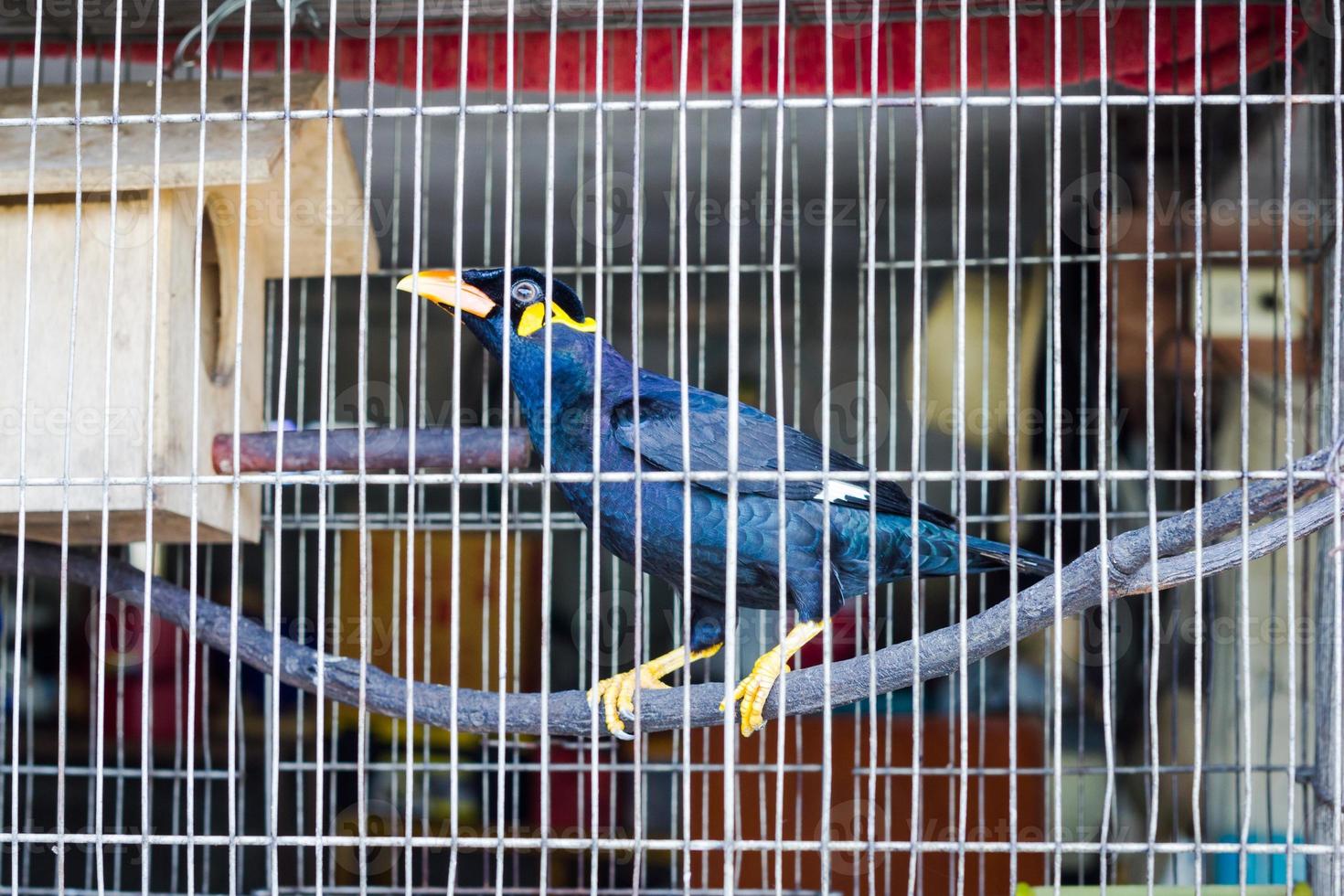 Common hill myna in the cage. photo