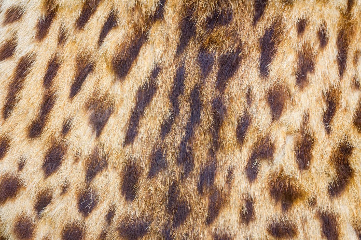 background of tiger skin and hairs photo