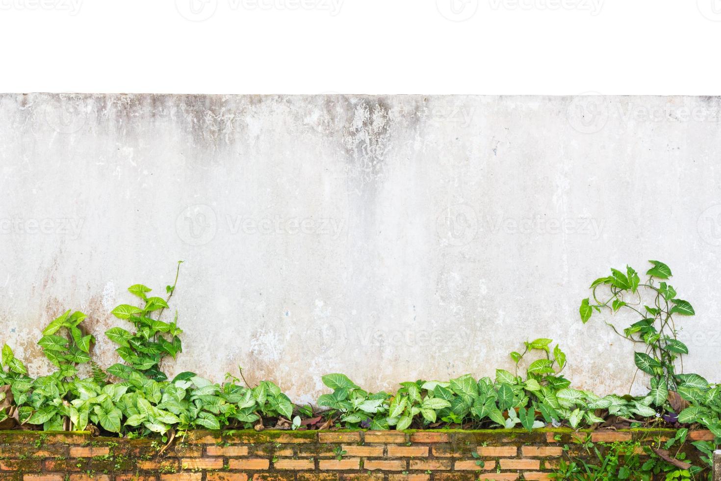 grunge wall isolated photo