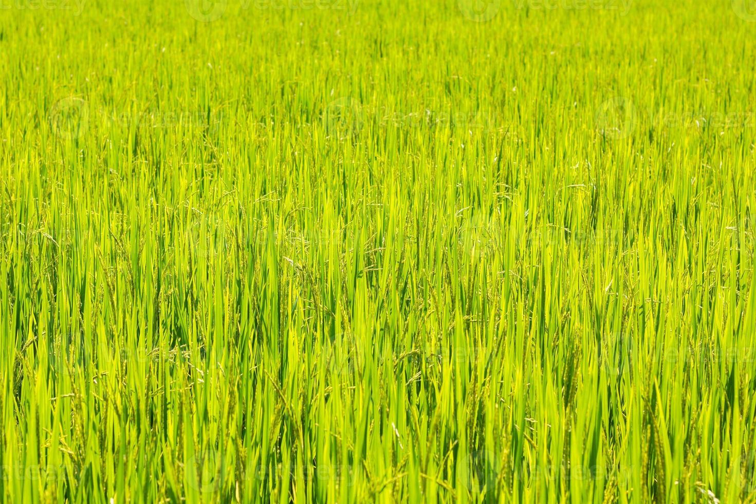 fondo del campo de arroz foto