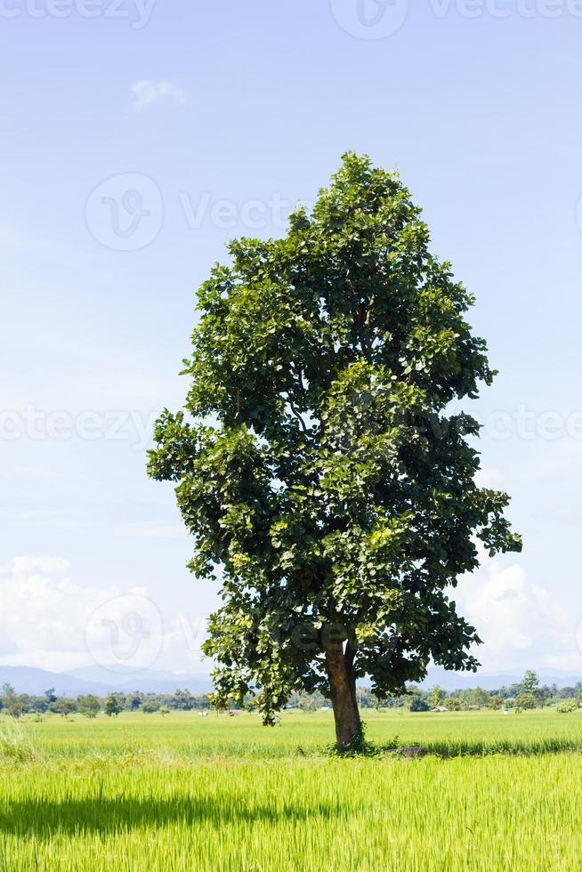 campo de arroz, árbol y cielo azul pálido foto