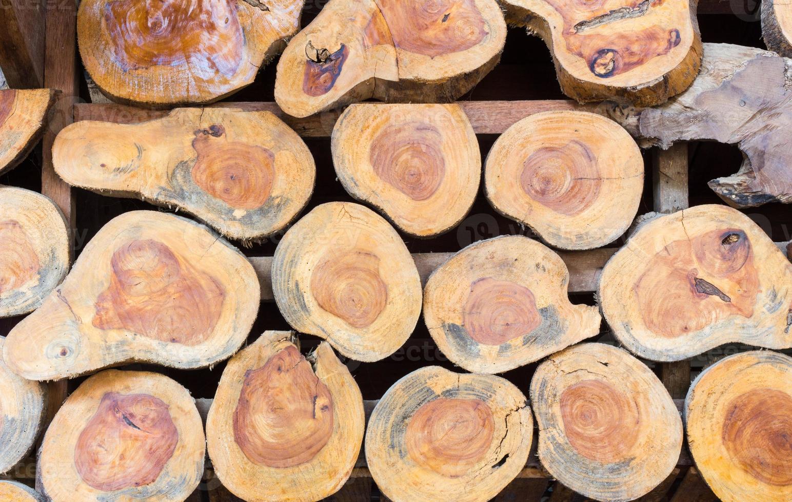 background of cross section of tree trunks, used as wall photo