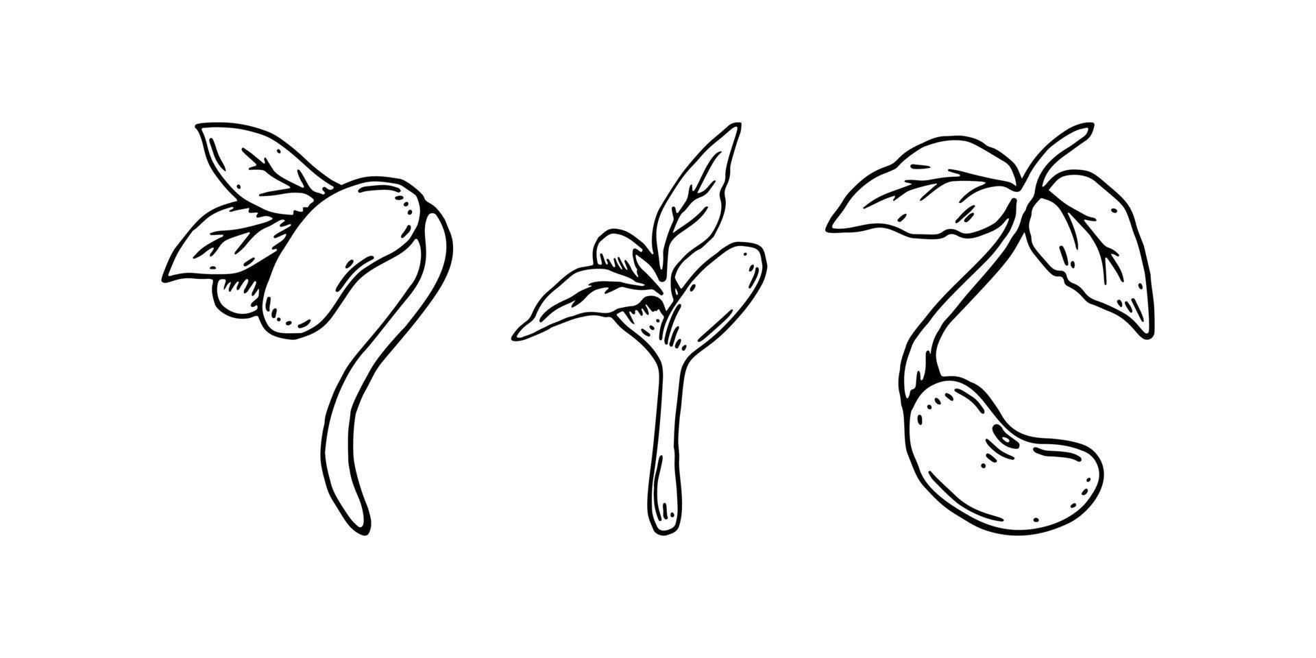 Set of hand drawn bean sprouts. vector