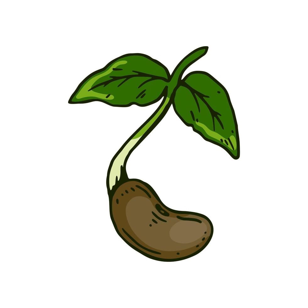 Hand drawn bean sprout. vector