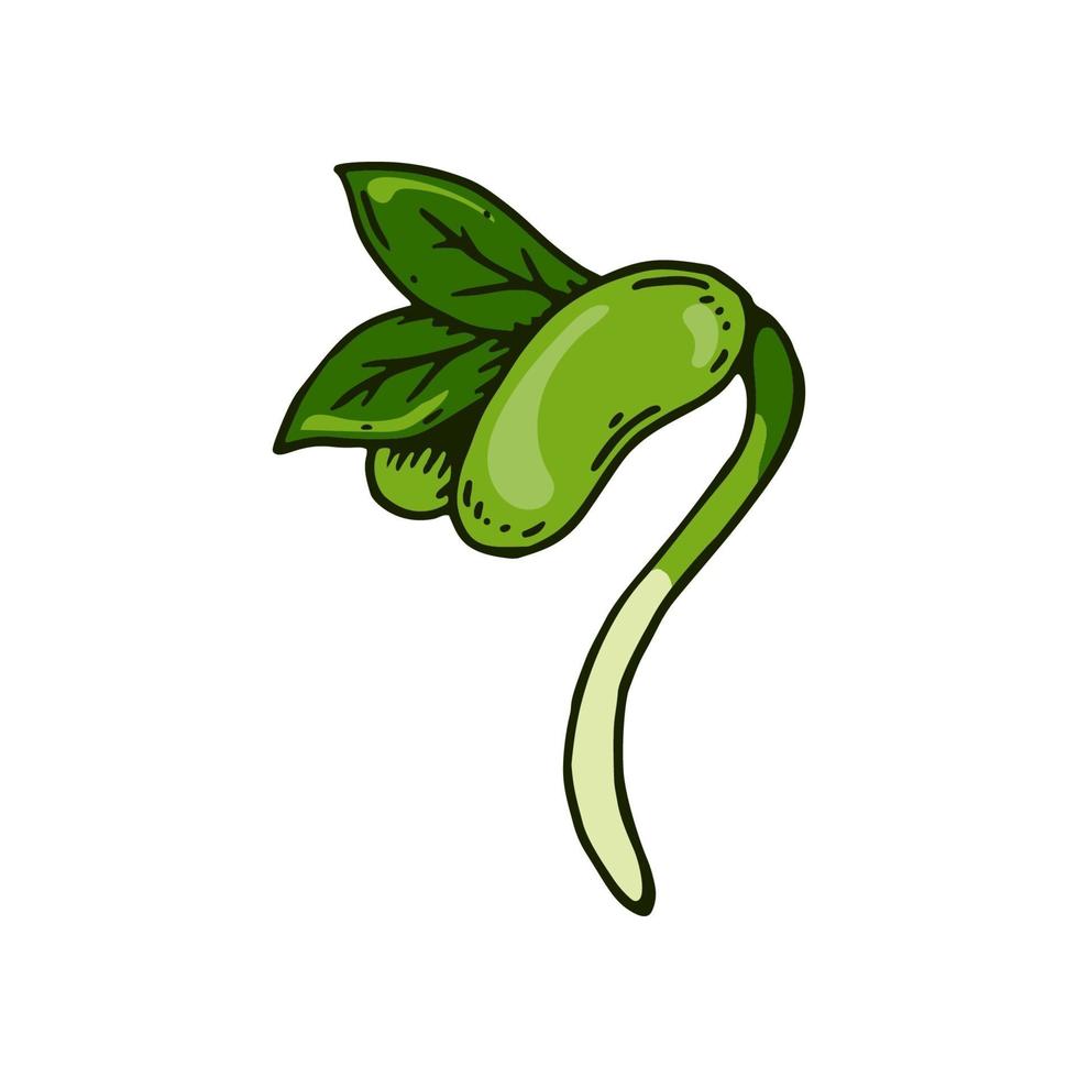 Hand drawn bean sprout. vector