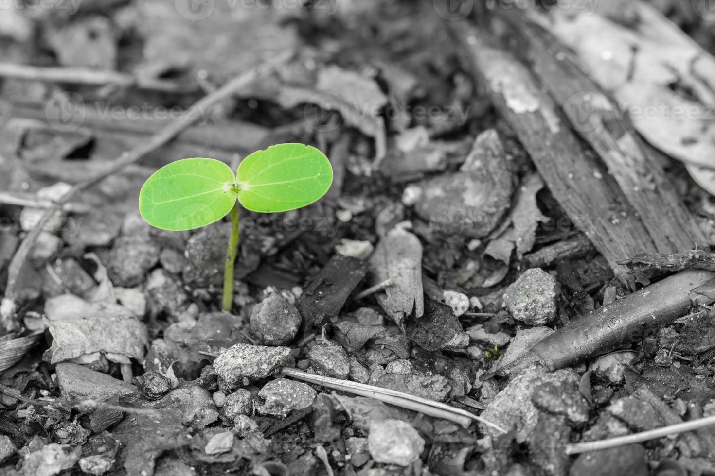 planta joven sobre fondo gris, concepto nueva vida foto