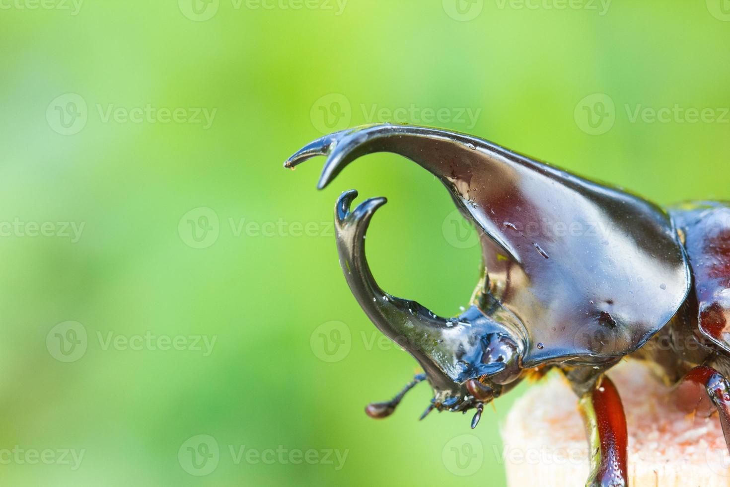 Cabeza de primer plano del escarabajo rinoceronte siamés foto