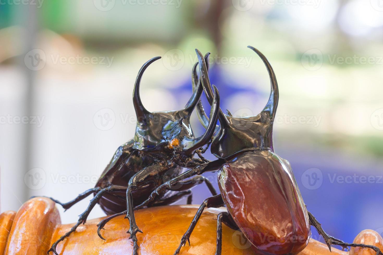 taxidermy of Siamese rhinoceros beetle photo