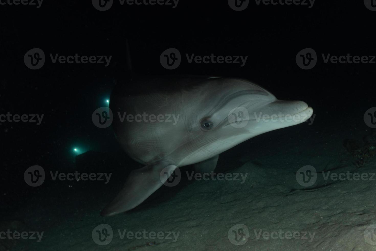 delfines nadando en el mar rojo, eilat israel foto