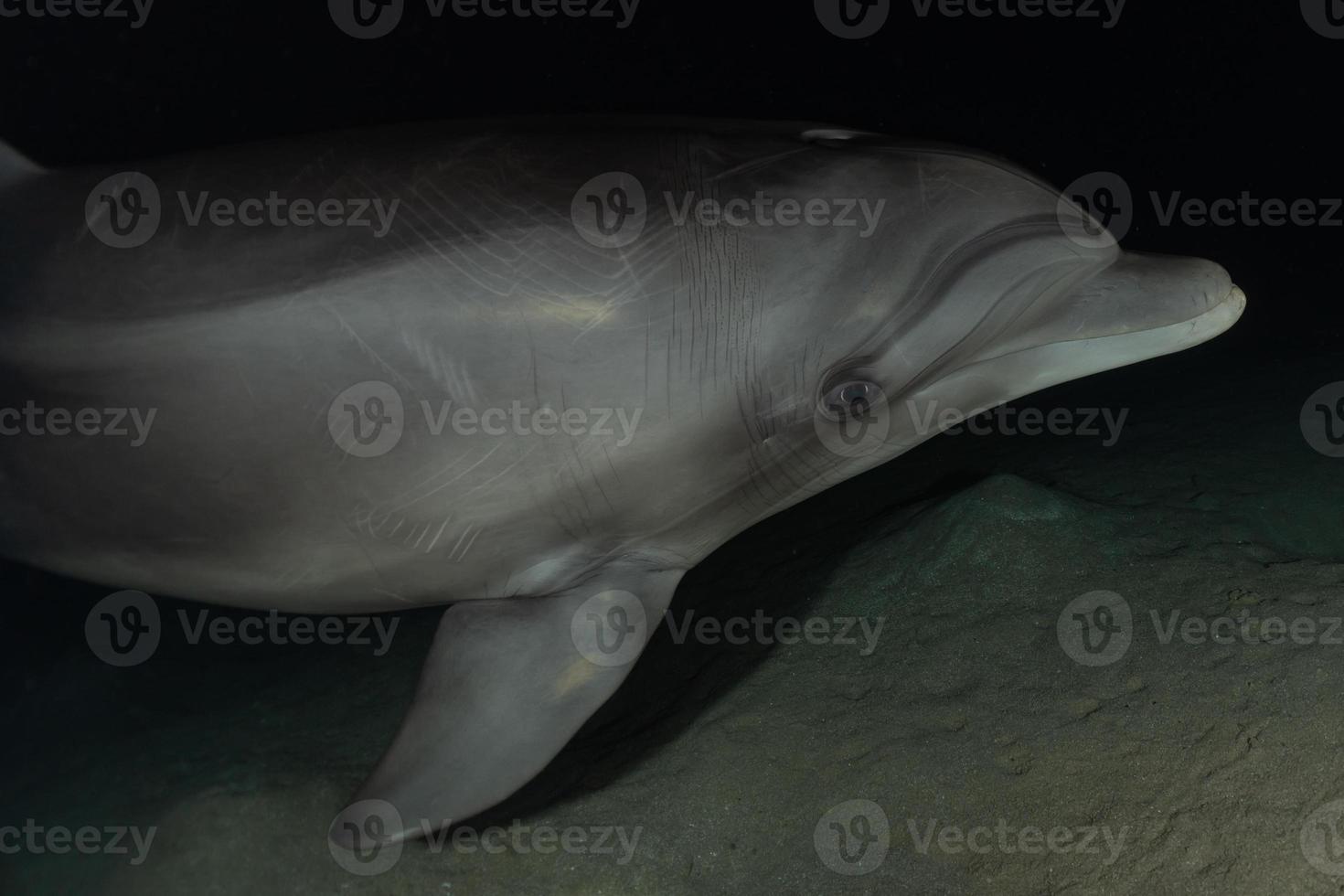 Dolphin swimming in the Red Sea, Eilat Israel photo