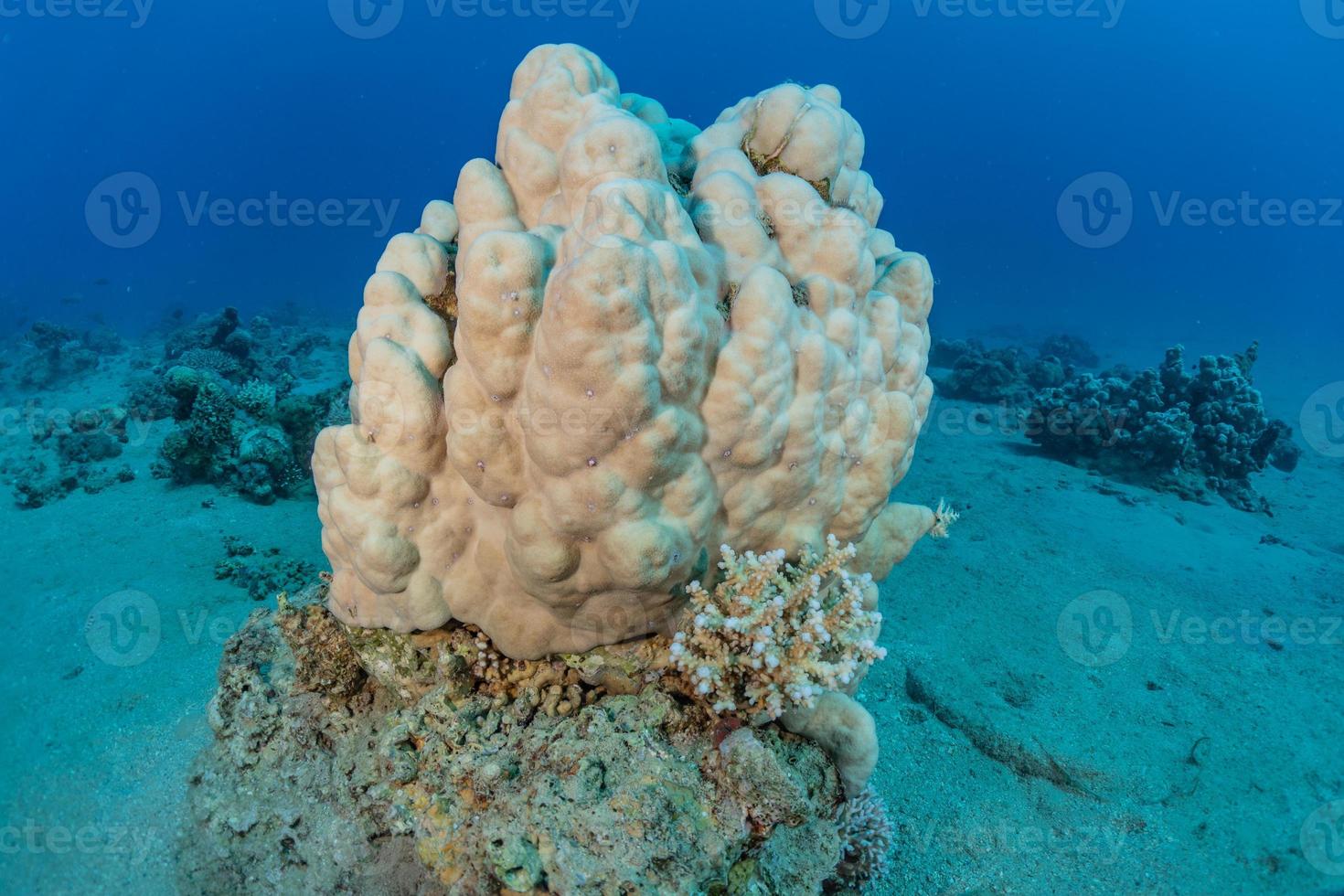 Arrecifes de coral y plantas acuáticas en el mar rojo, eilat israel foto