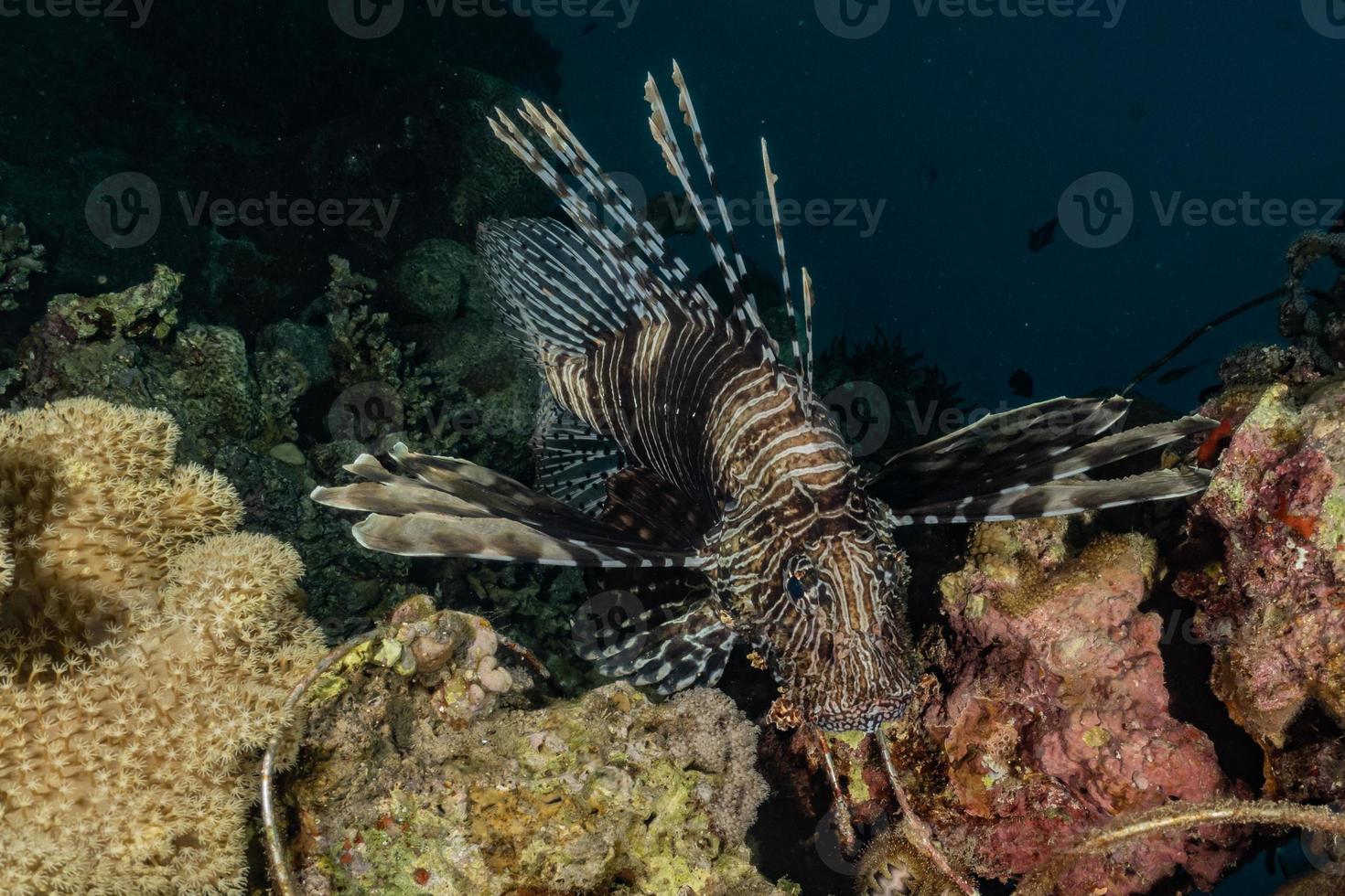 Lionfish in the Red Sea colorful fish, Eilat Israel photo