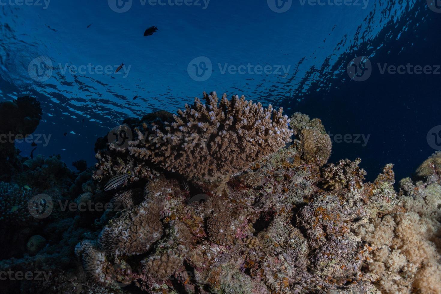 Coral reef and water plants in the Red Sea, Eilat Israel photo