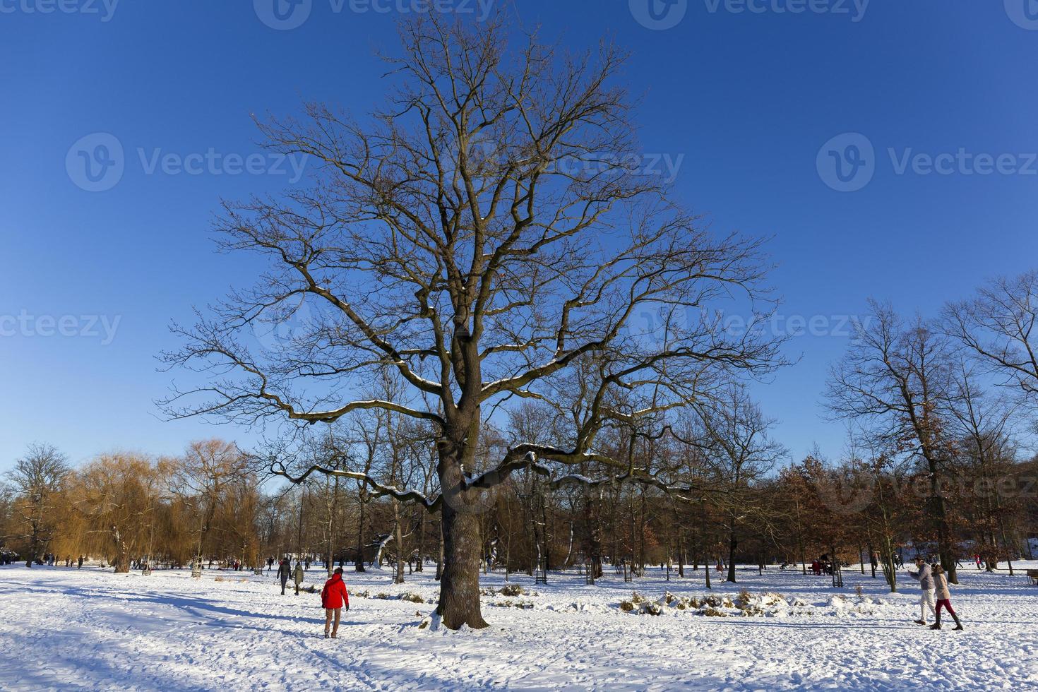 el parque más grande de praga stromovka en el invierno nevado foto