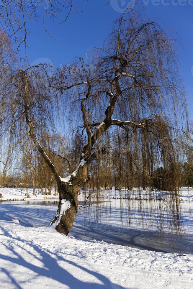 The largest Park in Prague Stromovka in the snowy Winter photo
