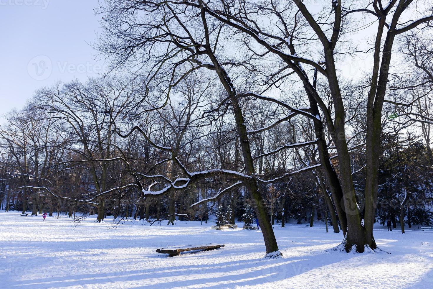 el parque más grande de praga stromovka en el invierno nevado foto