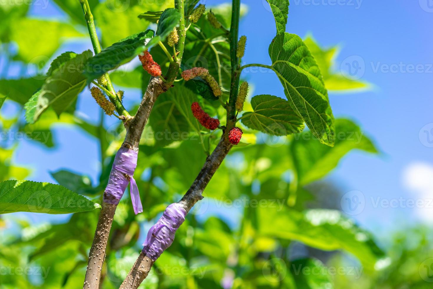 mulberry graft in the branch of a tree in the garden photo