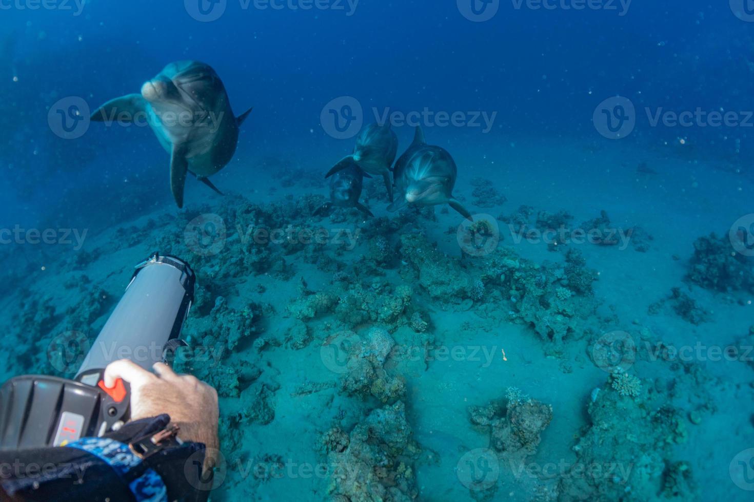 delfines nadando en el mar rojo, eilat israel foto