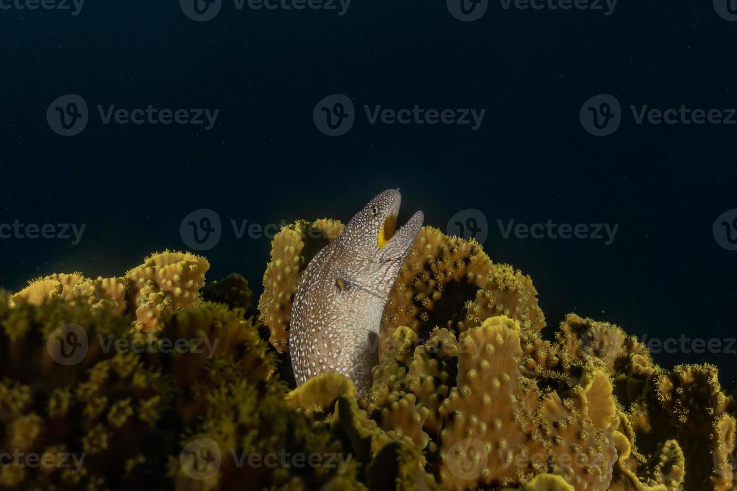 Morena mooray lycodontis undulatus en el mar rojo, eilat israel foto