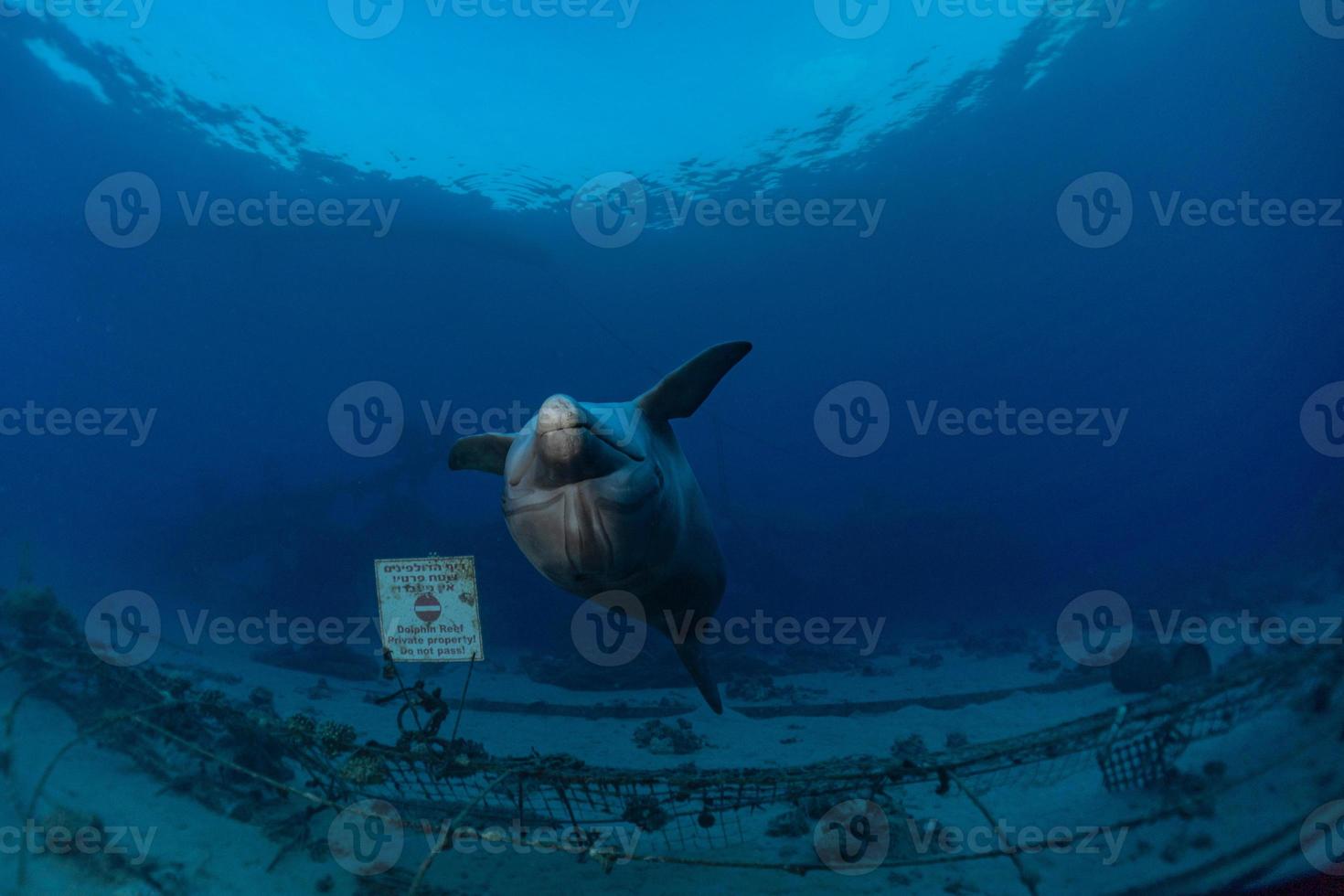 Dolphin swimming in the Red Sea, Eilat Israel photo