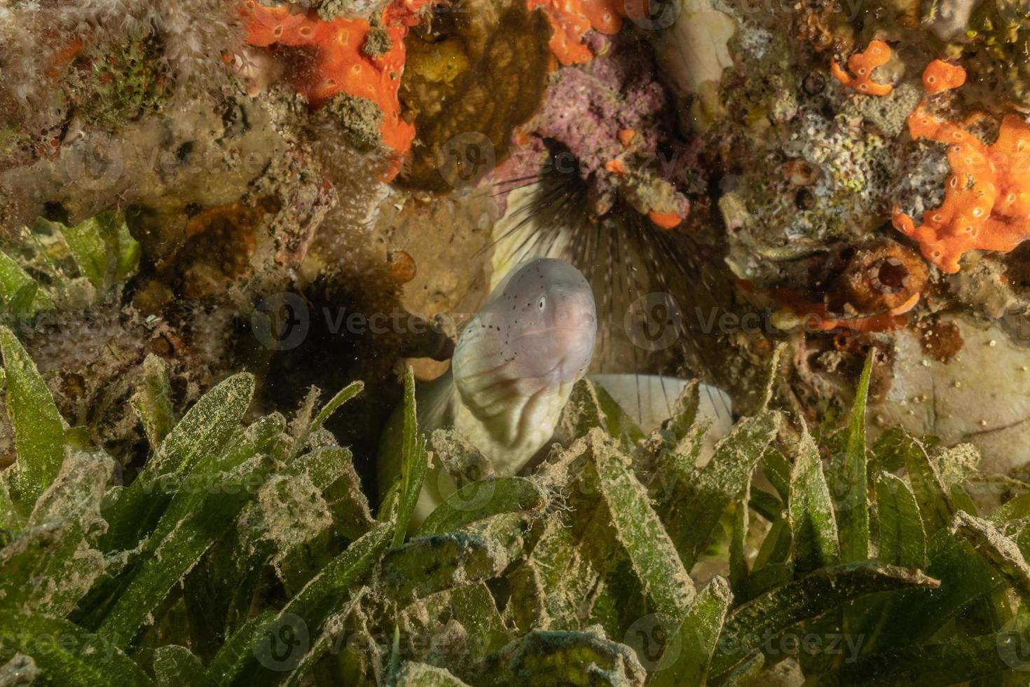 Morena mooray lycodontis undulatus en el mar rojo, eilat israel foto