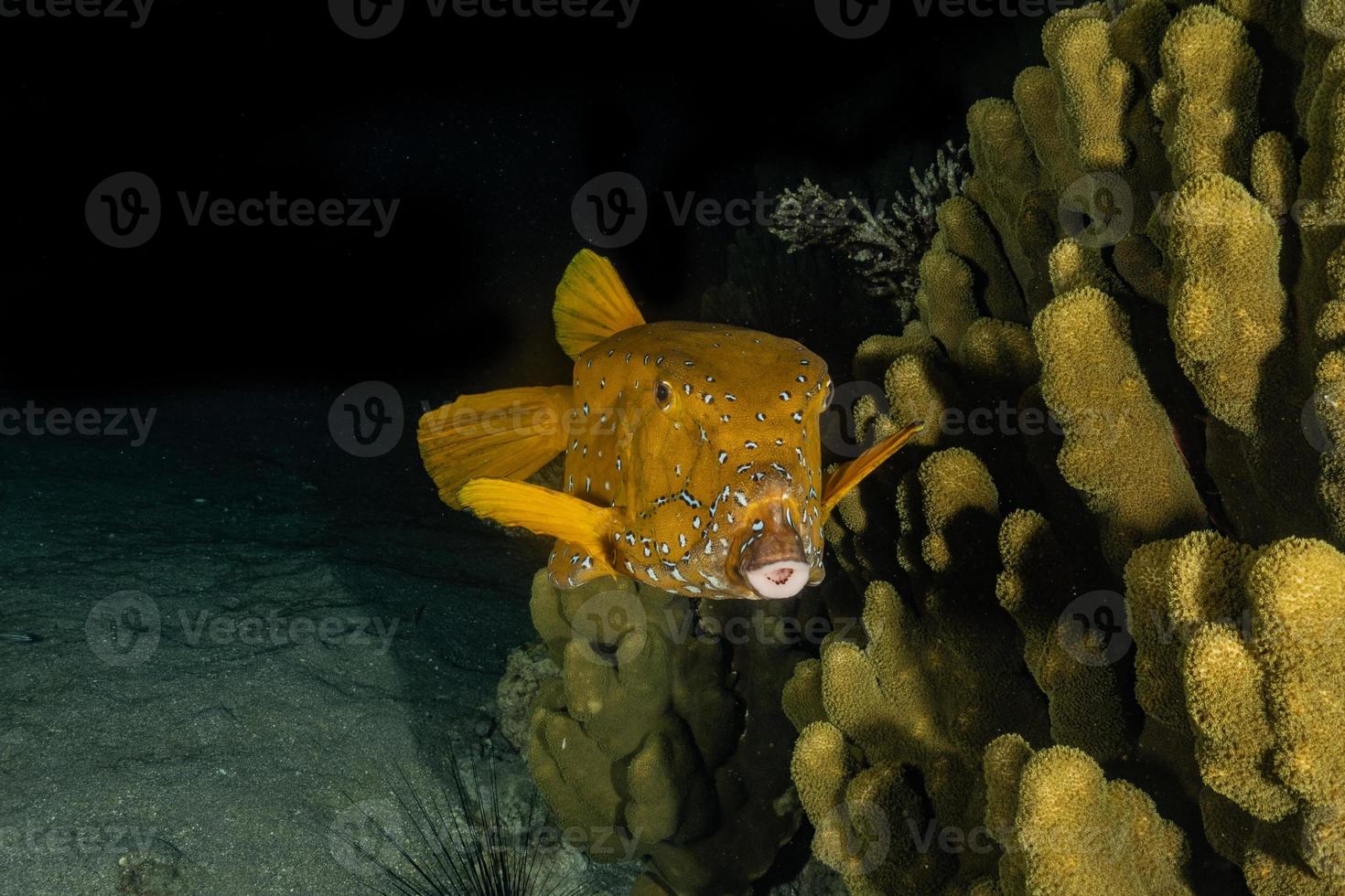 Fish swim in the Red Sea, colorful fish, Eilat Israel photo