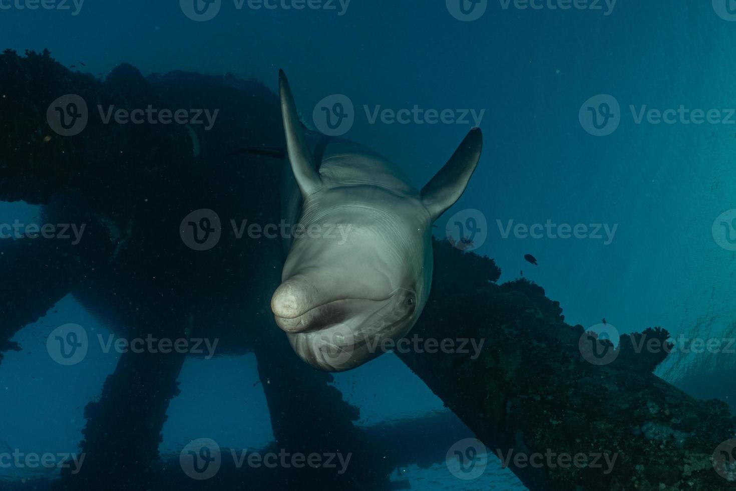 delfines nadando en el mar rojo, eilat israel foto