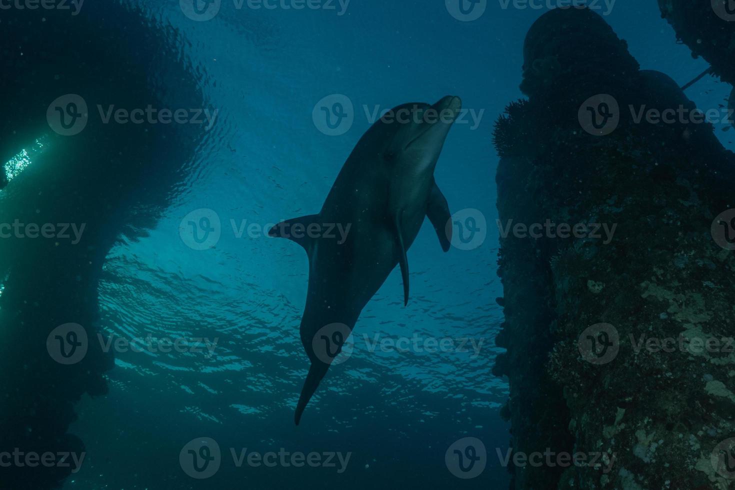 Dolphin swimming in the Red Sea, Eilat Israel photo