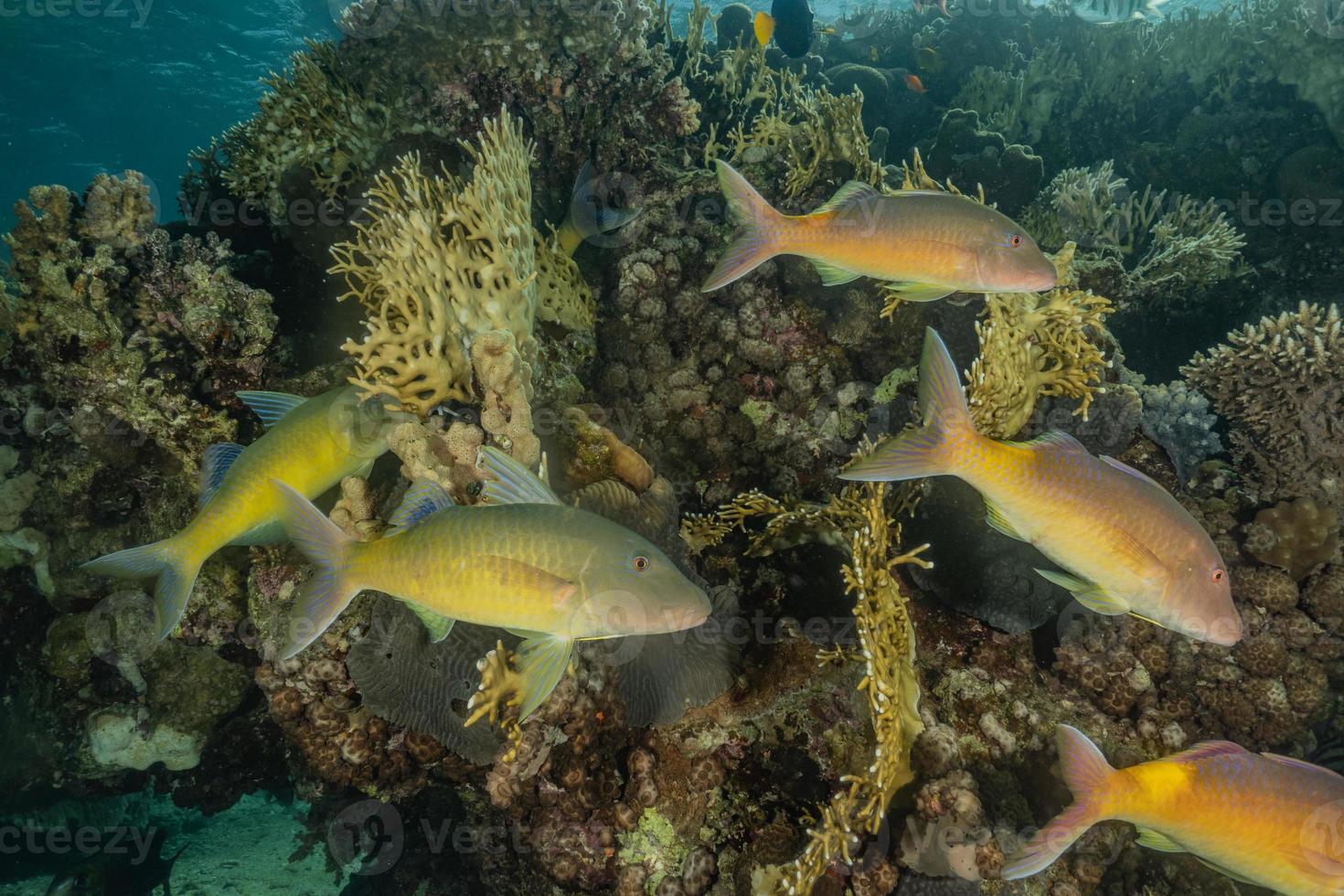 peces nadan en el mar rojo, peces de colores, eilat israel foto