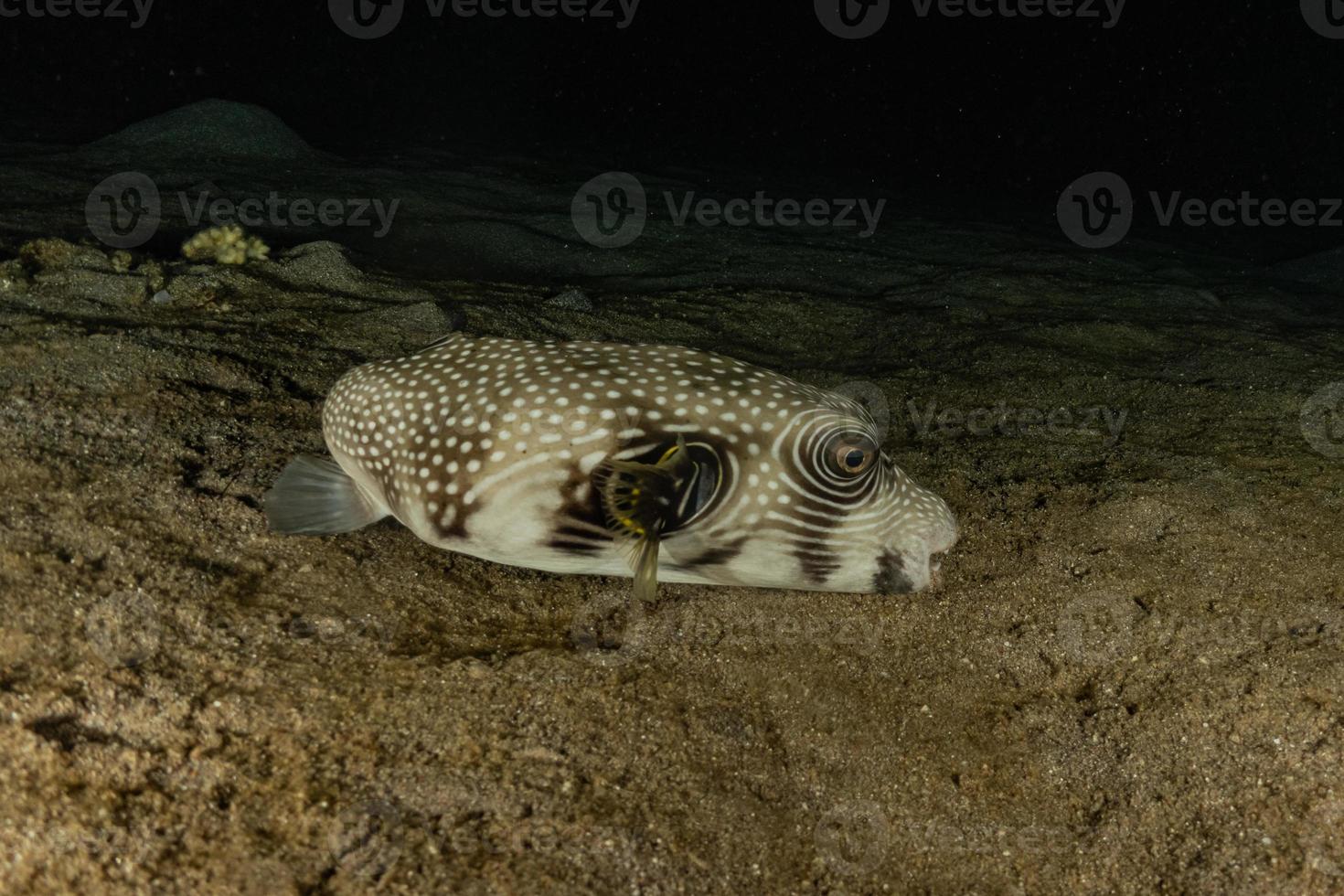 Fish swim in the Red Sea, colorful fish, Eilat Israel photo