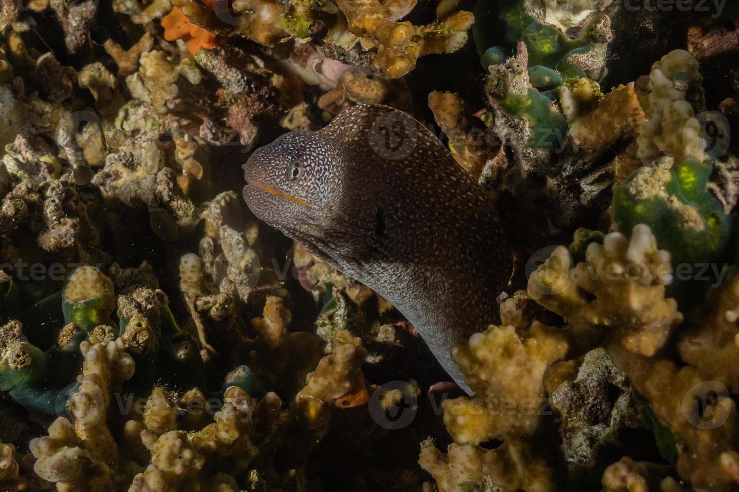 Morena mooray lycodontis undulatus en el mar rojo, eilat israel foto