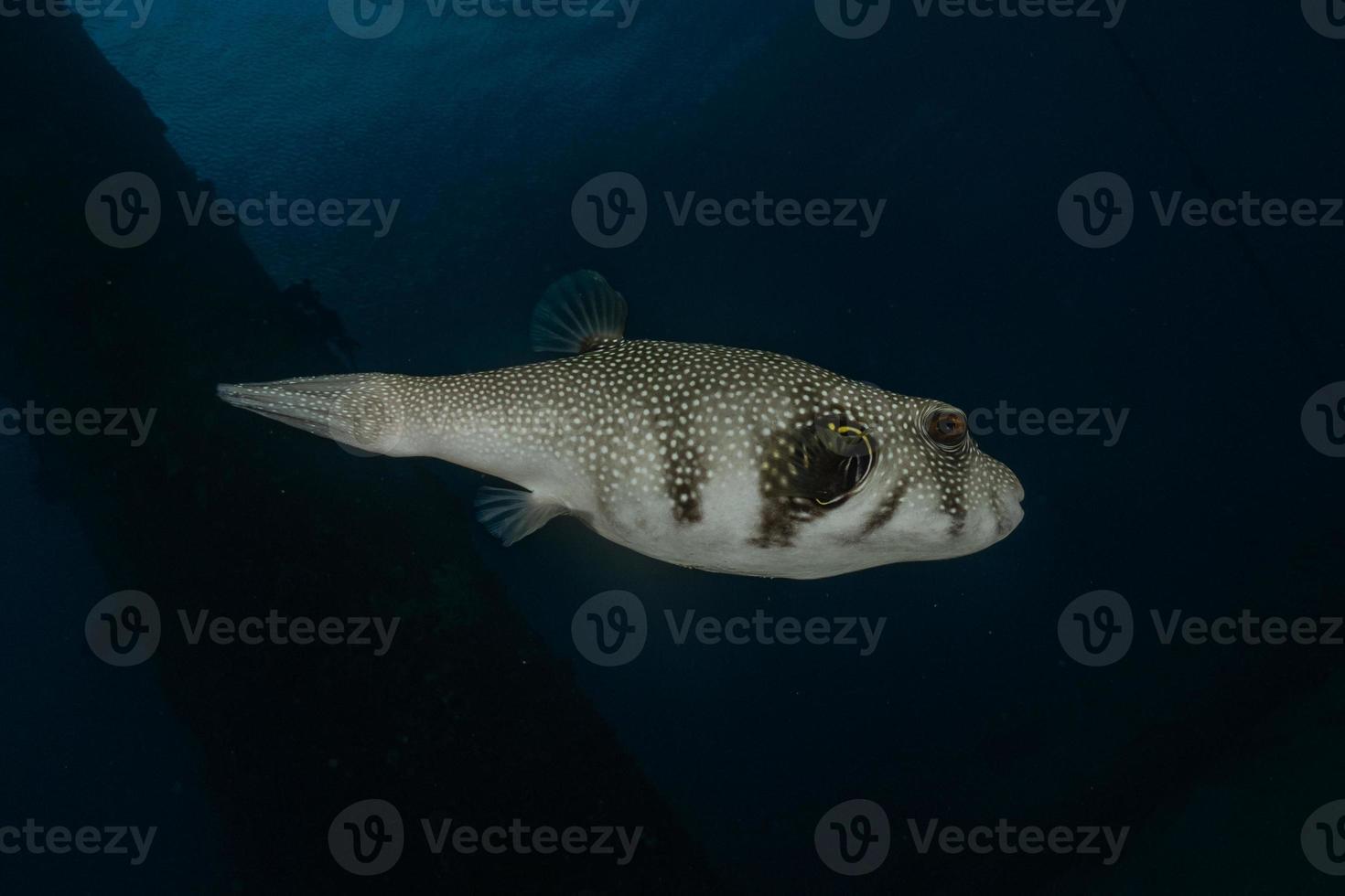 Fish swim in the Red Sea, colorful fish, Eilat Israel photo